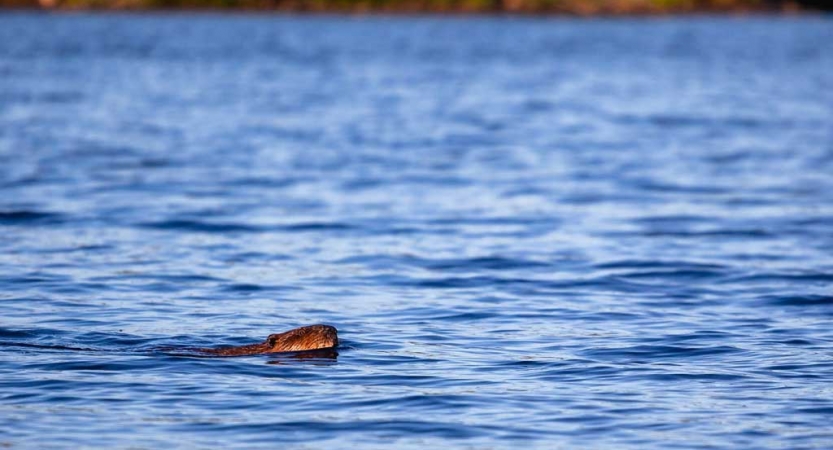 wildlife in the boundary waters 